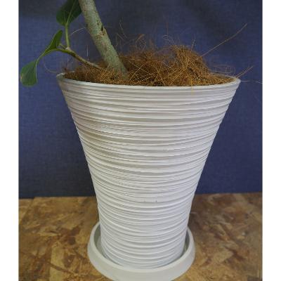 ふるさと納税 指宿市 【観葉植物】S字曲げフィカス・ベンガレンシス8号鉢(021-1356) 