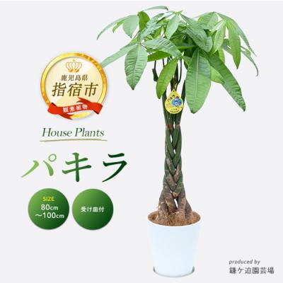 ふるさと納税 指宿市 [観葉植物]パキラ 80cm〜100cm (016-1446)