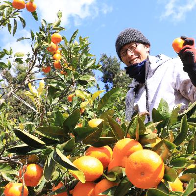 ふるさと納税 有田市 100%ピュアジュースみかんしぼり750ml×6本 : さと