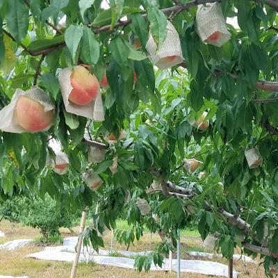 ふるさと納税 紀の川市 【産地直送】和歌山県産　桃(もも)　5玉〜8玉　秀品_1