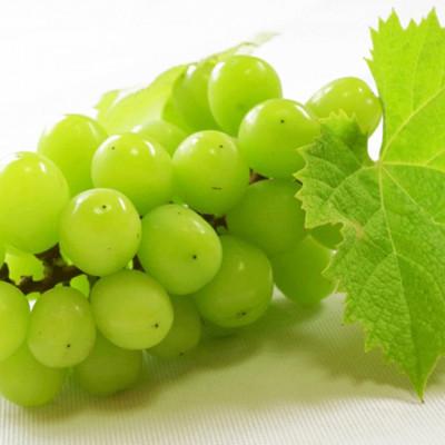 ふるさと納税 有田川町 [新鮮・産直]和歌山県有田巨峰村の朝採りシャインマスカット約1.4kg 