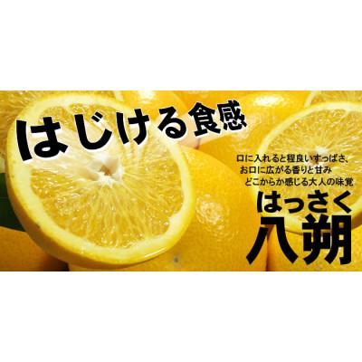 ふるさと納税 日高町 八朔(はっさく) 秀品 [約10kg]和歌山県有田産春みかん(果実サイズおまかせ)