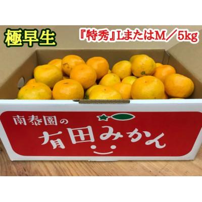 ふるさと納税 有田川町 [南泰園の極早生・有田みかん]『特秀』LまたはMサイズ/5kg 和歌山県有田川町産