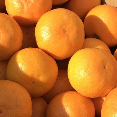 ふるさと納税 紀の川市 【和田果樹園】紀の川市産 温州みかん5kg 贈答