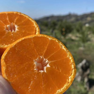 ドナルドっ子　和田果樹園の果物　10kg ふるさと納税 紀の川市 【和田果樹園】紀の川市産 温州みかん5kg 贈答