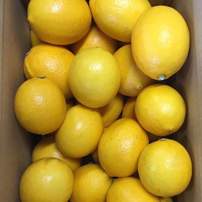 ふるさと納税 上富田町 [産地直送]和歌山県産 レモン 1kg サイズ混合(上富田町)