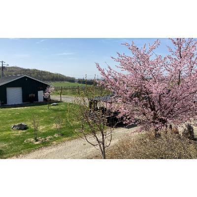 登場 ふるさと納税 北見市 桜夢雫 山幸 1本750ml Cisama Sc Gov Br