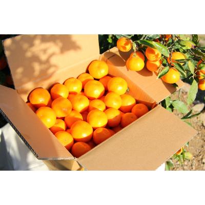 ふるさと納税 美浜町 蜂久農園のご家庭用有田みかん 約5キロ サイズおまかせ(2S〜2L)[美浜町]