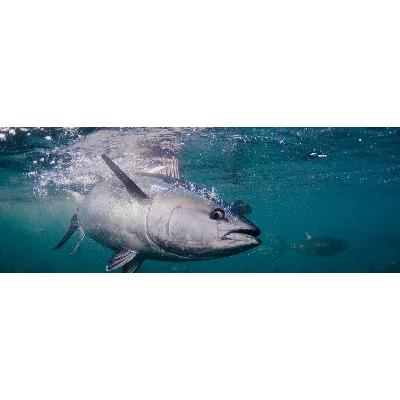 ふるさと納税 湯浅町 【プレミア和歌山】本マグロ(養殖)トロ&赤身セット3kg