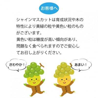 ふるさと納税 山梨市 シャインマスカット 2房 (計1kg程度) 生産 ふるさと納税 山梨市 シャインマスカット 2房 (計1kg程度) 生産