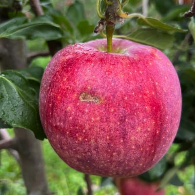 ふるさと納税 南箕輪村 2025年夏!りんご新品種【シナノリップ】訳あり約5kg　酸味と甘みのバランス抜群