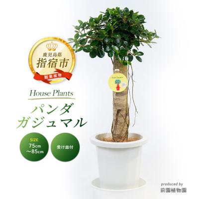ふるさと納税 指宿市 【観葉植物】パンダガジュマル75cm〜85cm