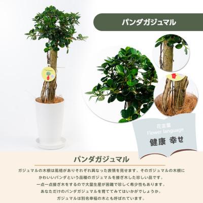 ふるさと納税 指宿市 【観葉植物】パンダガジュマル65cm〜75cm(IB002