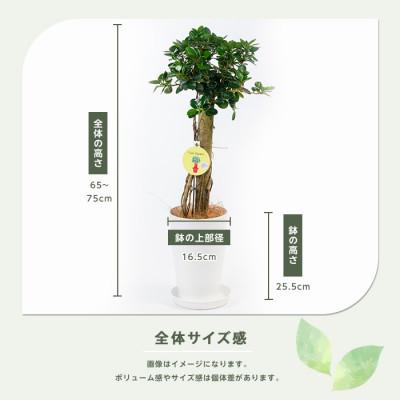 ふるさと納税 指宿市 【観葉植物】パンダガジュマル65cm〜75cm(IB002