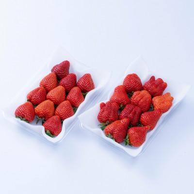 ふるさと納税 須恵町 福岡産春あまおう4パック(須恵町)|y-sf|02