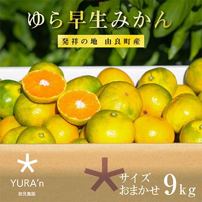 ふるさと納税 由良町 ゆら早生みかん 9キロ 和歌山県由良町産(発祥の地)