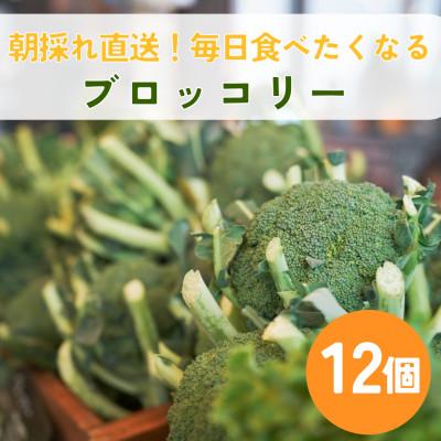 ふるさと納税 江別市 ブロッコリーの産地! 北海道江別より ブロッコリー12個|Ambitious Farm