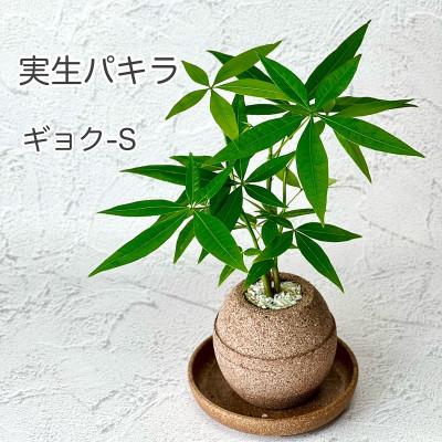 正規通販 ふるさと納税 羽曳野市 アクアプラントポット玉 S鉢植え実生パキラ