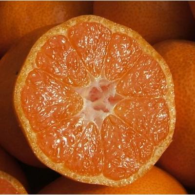 ふるさと納税 湯浅町 完熟有田みかん 3kg(2S〜3L　サイズ混合) | 