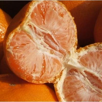 ふるさと納税 湯浅町 完熟有田みかん 3kg(2S〜3L　サイズ混合) |  | 01