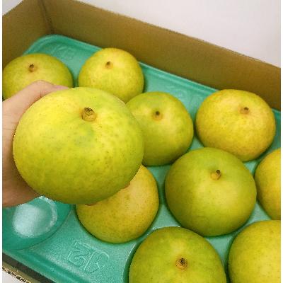 ふるさと納税 高森町 9月中旬より順次発送予定![高森町]青梨の銘品!!南信州産二十世紀梨 箱入り5kg