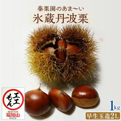 ふるさと納税 福知山市 秦栗園のあま〜い氷蔵丹波栗 早生玉造2L 1kg 生栗 大粒[熟成]10月中旬発送