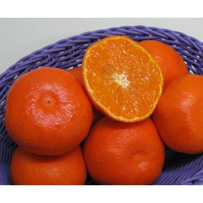 ふるさと納税 土庄町 [小豆島][2026年11月より順次発送]小原紅早生みかん 約5kg