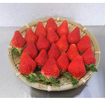 ふるさと納税 相良村 [12月〜発送]熊本県相良村産いちご「ゆうべに」250g×4P日野農園