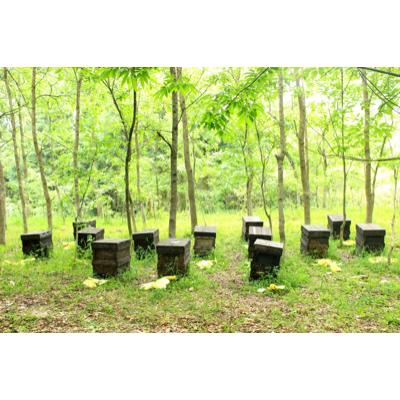 ふるさと納税 嘉麻市 辻養蜂場 百花蜜 500g×2本の画像