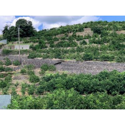 ふるさと納税 湯浅町 [11月上旬より順次発送][数量限定]有田みかん 3kg 2S〜L サイズ混合 お試し