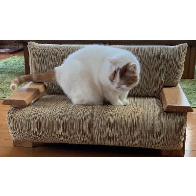 ふるさと納税 小樽市 ペットソファ猫の調(88000円)