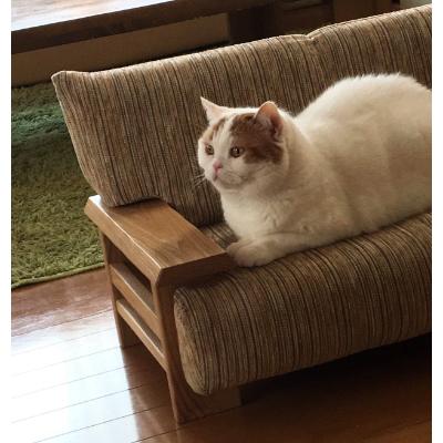 匿名！送料無料！ ふるさと納税 小樽市 ペットソファ猫の調 【MY2414538980】(88000円)