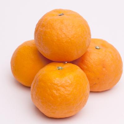 ふるさと納税 日高町 <2022年6月より発送>厳選カラマンダリン1.8kg+48g(傷み補償分)【樹上完熟】|y-sf|02