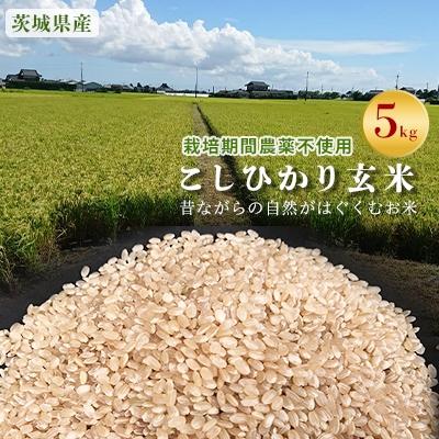ふるさと納税 行方市 [栽培期間農薬不使用]こしひかり玄米5kg