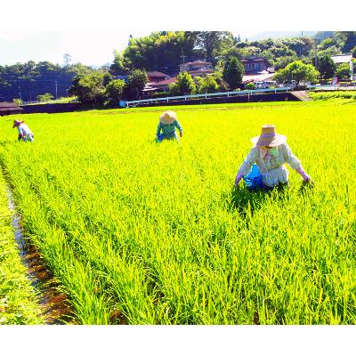 ふるさと納税 五ヶ瀬町 四億年の大地米2kg+3合｜y-sf｜02