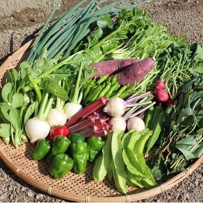 ふるさと納税 佐賀市 佐賀産季節の旬野菜 15種類