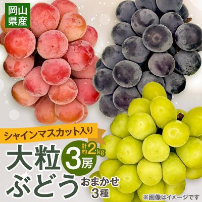 ふるさと納税 津山市 [2026年9月下旬発送]大粒ぶどう3種セット約2kg シャインマスカット ピオーネ クイーンニーナ