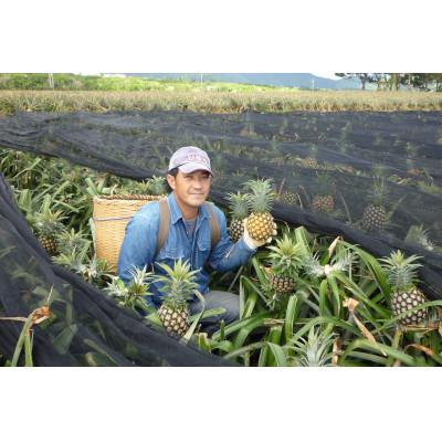 ふるさと納税 石垣市 平成21年農林水産大臣賞受賞!當銘さんグループのスナックパイン4.4kg 