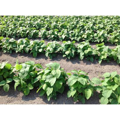 ふるさと納税 三木町 プチマルシェお野菜ボックス(S) 季節の野菜6〜7種類 ≪ IDOMALL セレクト≫|y-sf|03