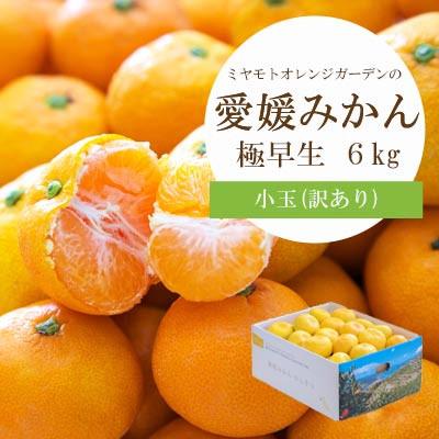 ふるさと納税 八幡浜市 シーズン一番採り!極早生みかん 小玉6kg[訳あり][C25-47]