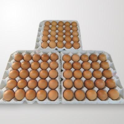 ふるさと納税 龍ケ崎市 【さとふる限定】押木養鶏場の「紅孔雀」赤卵