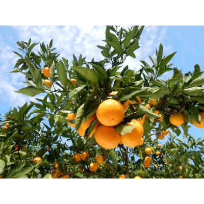 ふるさと納税 湯浅町 <先行受付>マルユー園のこだわり完熟有田みかん2kg家庭用(約18個から30個)|y-sf|02