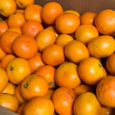 ふるさと納税 湯浅町 <先行受付>マルユー園のこだわり完熟有田みかん2kg家庭用(約18個から30個)|y-sf|03