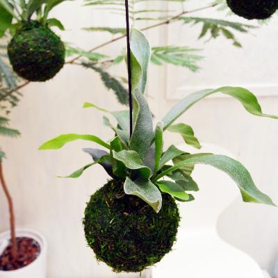 3600円 メーカー公式 ふるさと納税 糸島市 吊るしてオシャレ コウモリランの苔玉