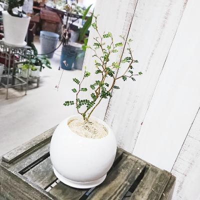 ふるさと納税 糸島市 ミニミニ葉っぱとジグザグ幹が可愛い ソフォラ お1人様1点限り