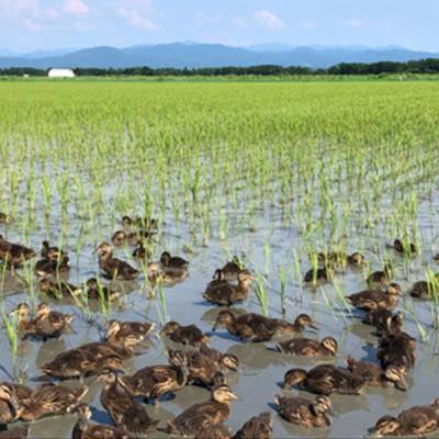 ふるさと納税 大潟村 【令和6年産】あきたこまち玄米5kg (栽培期間中農薬不使用・化学肥料不使用)