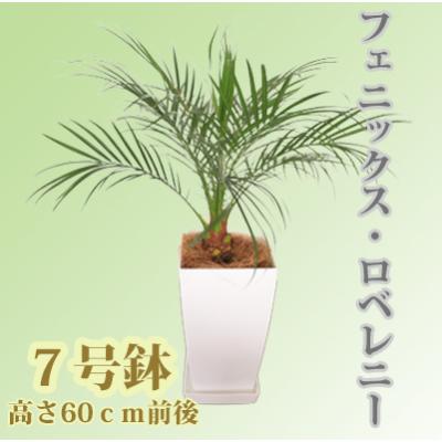 ふるさと納税 指宿市 観葉植物 フェニックス ロベレニー7号鉢 Green Base T 045 さとふる 通販 Yahoo ショッピング