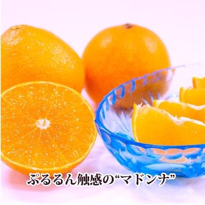 チッカー　小玉まどんな8kg×２箱ぐるりん ふるさと納税 八幡浜市 2026年11月発送開始 ぷるぷる新食感!「マドンナ