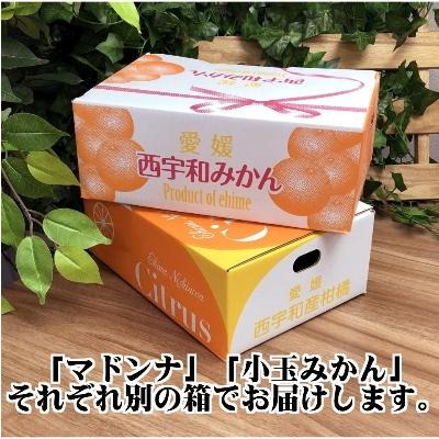 ふるさと納税 八幡浜市 2026年11月発送開始 ぷるぷる新食感!「マドンナ