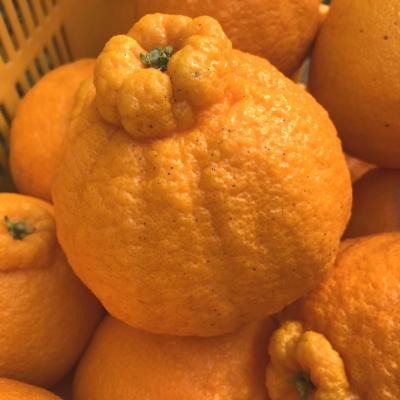ふるさと納税 美浜町 ≪先行予約 2027年1月末〜発送≫[大人気柑橘]有田育ちの濃厚不知火(ご家庭用) 2.5kg